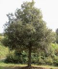 Quercus ilex